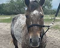 bridleless-quarter-horse