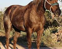 adult-quarter-horse