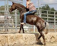 available-quarter-horse