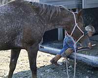 varnish-quarter-horse