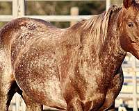 adult-quarter-horse