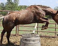 barrel-race-quarter-horse