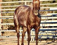 bridleless-quarter-horse