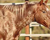 varnish-roan-appaloosa-horse