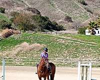 athletic-azteca-horse