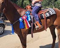 equitation-azteca-horse