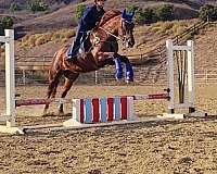 equitation-azteca-horse