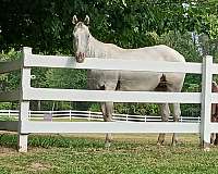 all-around-appaloosa-horse