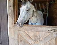 foaling-appaloosa-horse