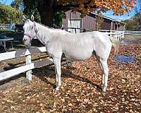 great-mare-appaloosa-horse