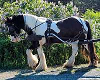 carrage-gypsy-vanner-pony