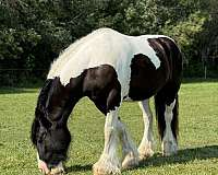 carrage-gypsy-vanner-pony