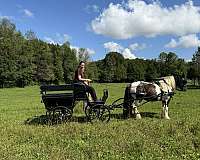 marathon-gypsy-vanner-pony