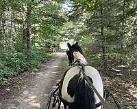 ontario-gypsy-vanner-pony