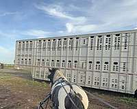 combined-driving-gypsy-vanner-pony