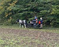 natural-ponymanship-training-gypsy-vanner-pony