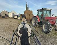 combined-driving-gypsy-vanner-pony