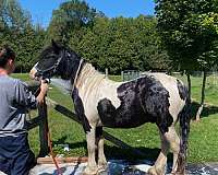 natural-ponymanship-training-gypsy-vanner-pony