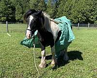 therapy-gypsy-vanner-pony