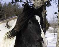 piebald-companion-pony