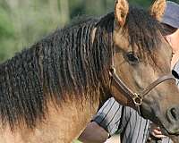 stallion-bashkir-curly-horse