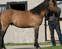 dun-bashkir-curly-horse