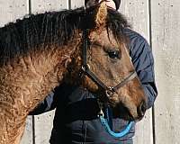 color-producer-bashkir-curly-horse