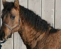 western-dressage-bashkir-curly-horse