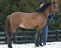 western-pleasure-bashkir-curly-horse