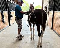 overo-apha-aqha-filly-stallion