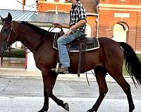 driving-draft-horse