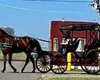 harness-draft-horse