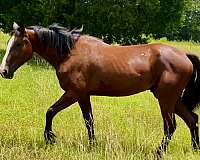 mounted-patrol-draft-horse