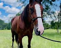 parade-draft-horse