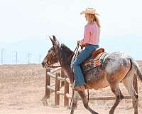 ranch-work-quarter-horse