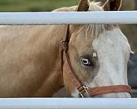 barn-paint-horse