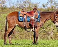 husband-safe-quarter-horse