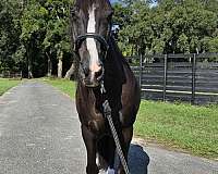 ranch-work-quarter-horse