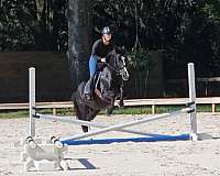 beginner-quarter-horse