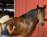 trail-quarter-pony