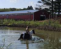 paint-quarter-horse