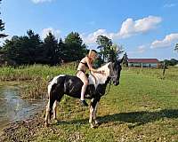 trail-quarter-horse