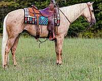 beginner-safe-quarter-horse