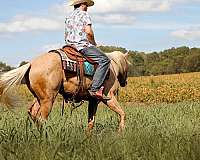 ranch-work-quarter-horse