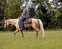 husband-safe-quarter-horse