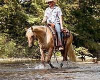 ranch-quarter-horse