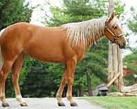 quarter-horse