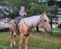 beginner-quarter-horse