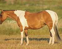 palomino-blaze-horse