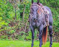 blue-roan-none-horse